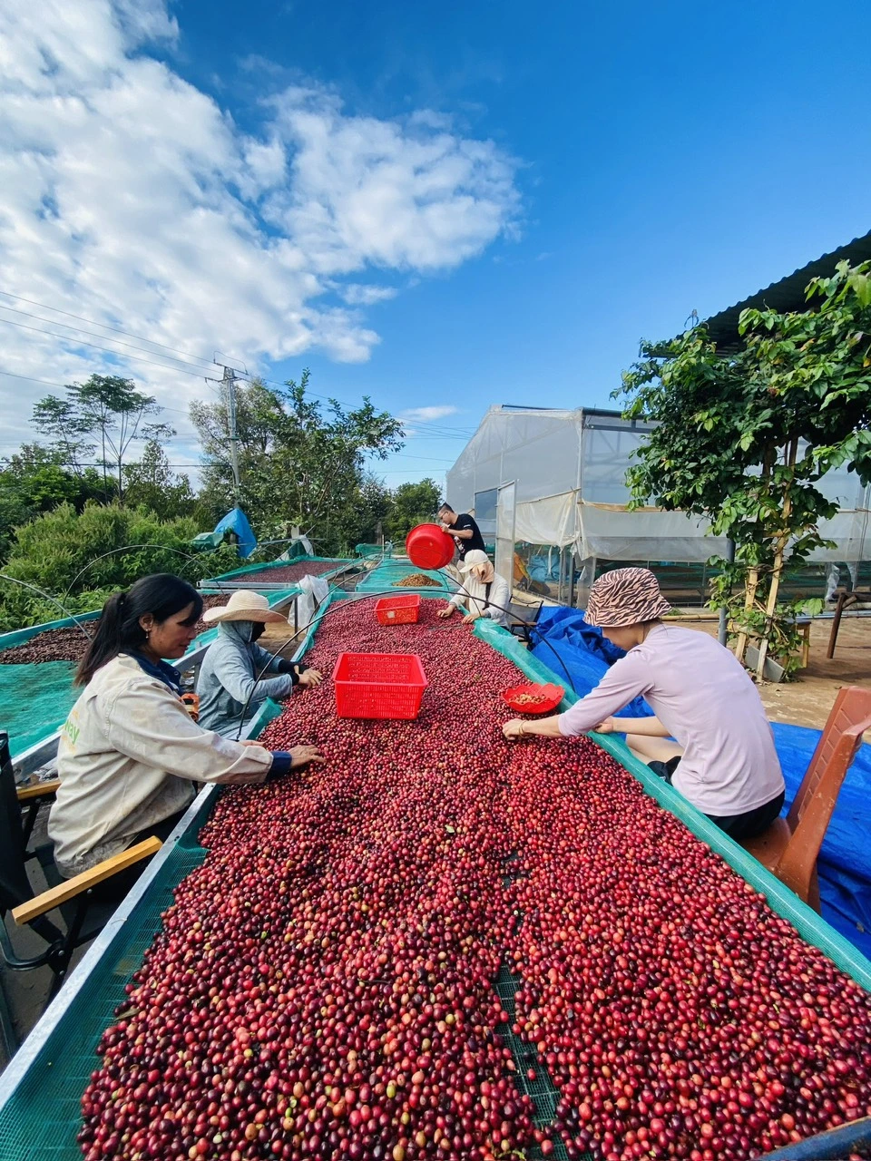 Cà phê Đặc Sản - Fine Robusta - Nguyên Chất 100% Đậm Đà Ngọt Hậu, Hương Vị Trái Cây